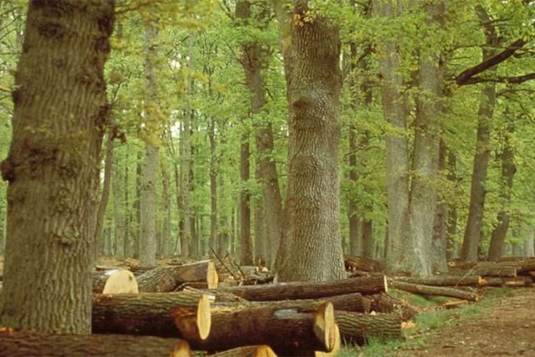 Forêts d'Ile de France
