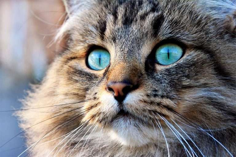 les animaux ne participent pas à la propagation du civid