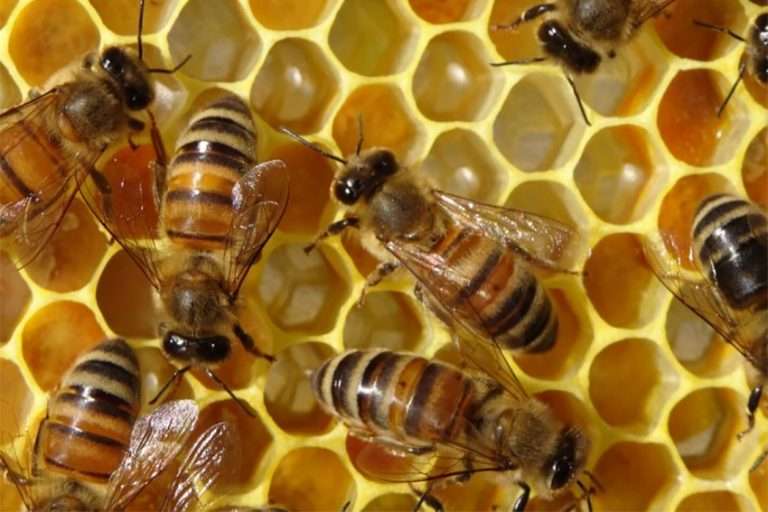 Année noire pour l'apiculture française