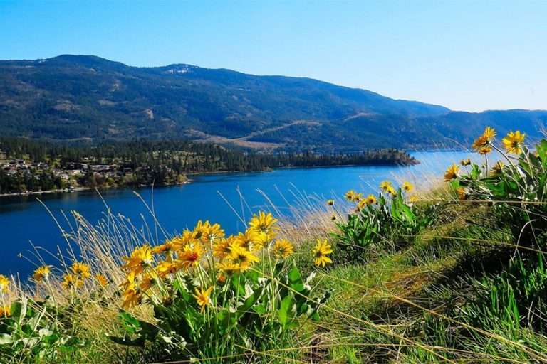 Menace sur l'arnica des montagnes