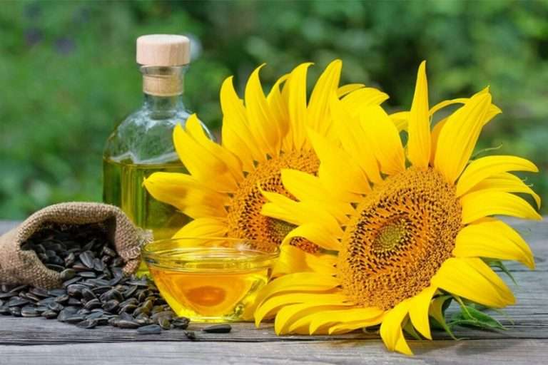 Pénurie d'huile de tournesol