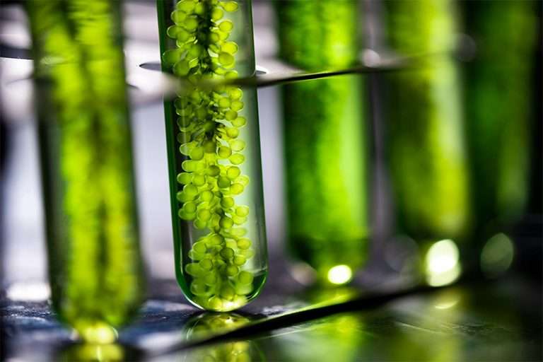 L'oral investit dans Microphyt