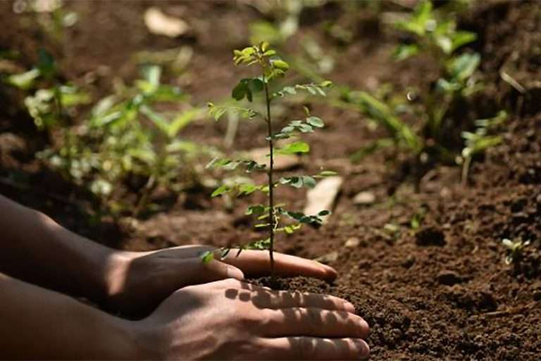 Trois nouveaux projets soutenus par le Fonds L'Oreal pour la régénération de la nature