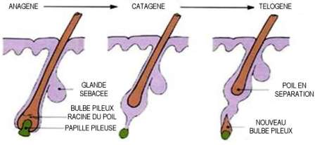 LES TROIS PHASES DU POIL 