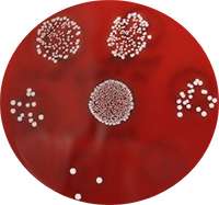 microbiote cutané