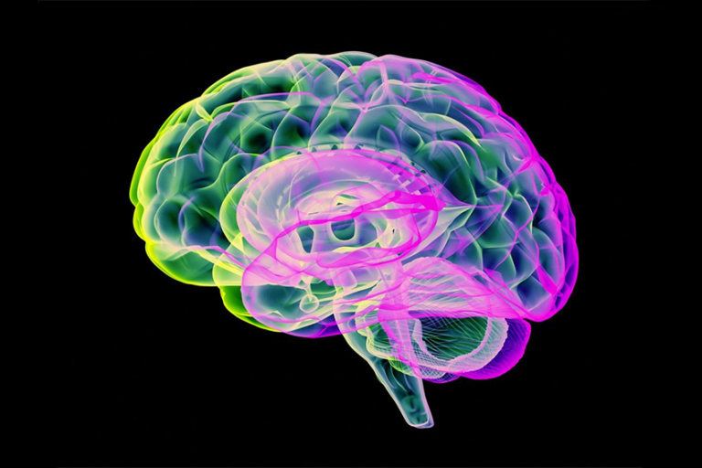 CERVEAU