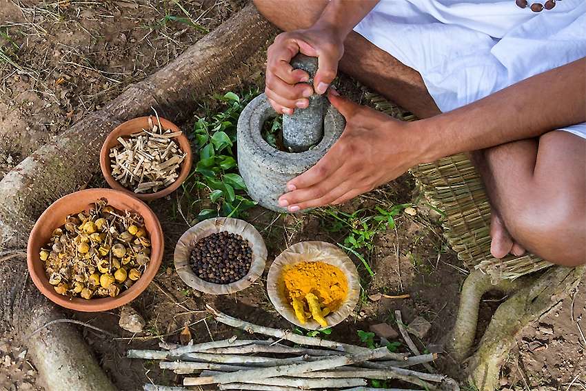plantes médicinales