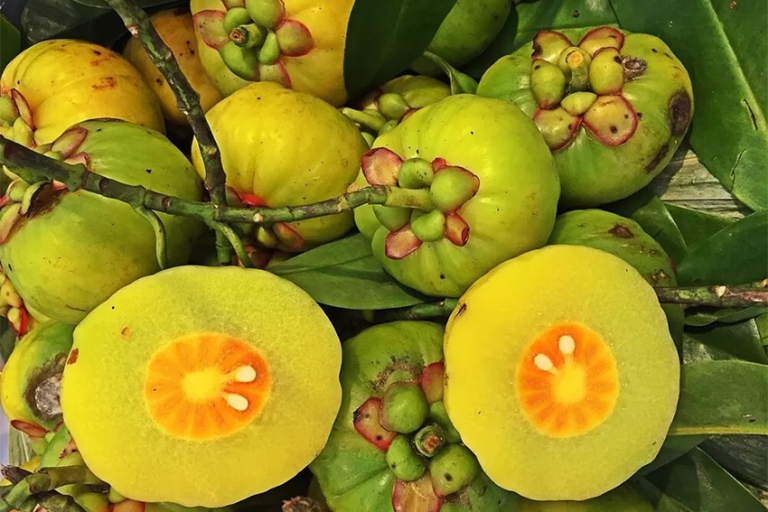 Garcinia Cambogia
